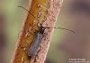 tesařík (Brouci), Stenostola ferrea, Cerambycidae, Saperdini (Coleoptera)